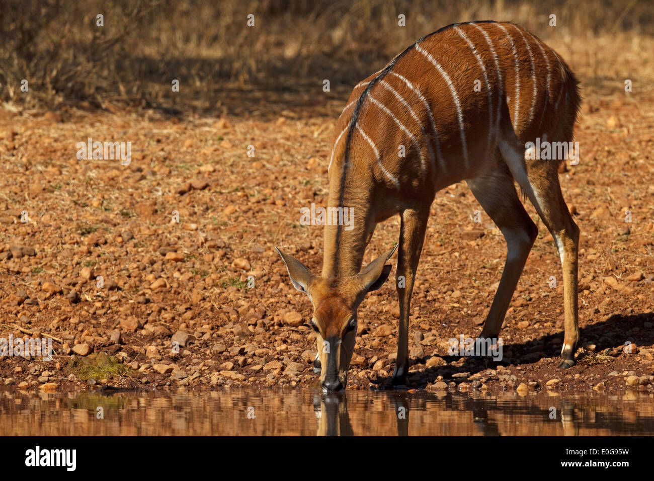 Nyala Nyala (angasii) de sexe féminin, l'eau potable à un étang Polokwane game reserve, Limpopo, Banque D'Images