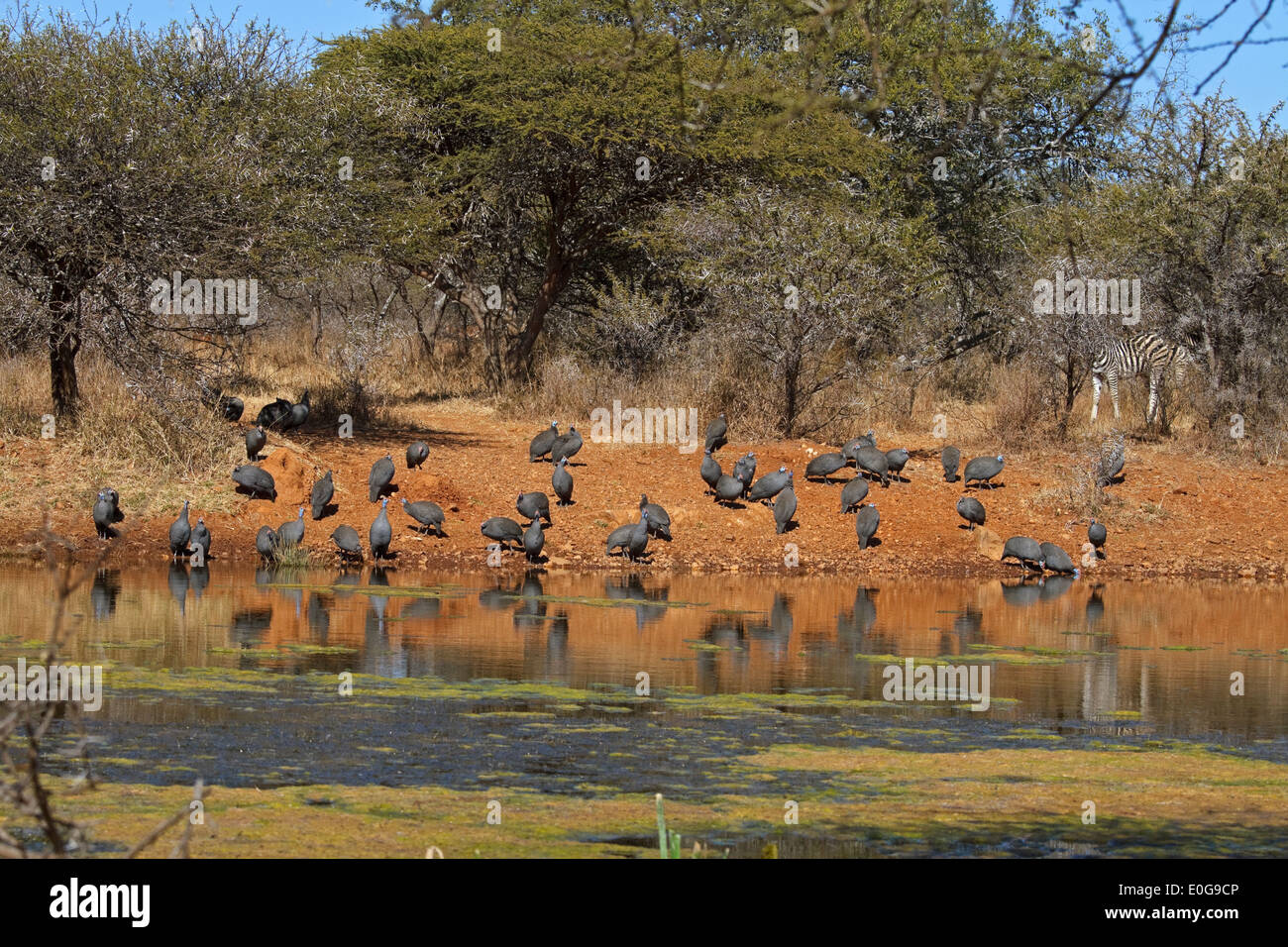 Un troupeau de Guineafowls casqué (Numida meleagris) eau potable, Polokwane game reserve, Limpopo Banque D'Images