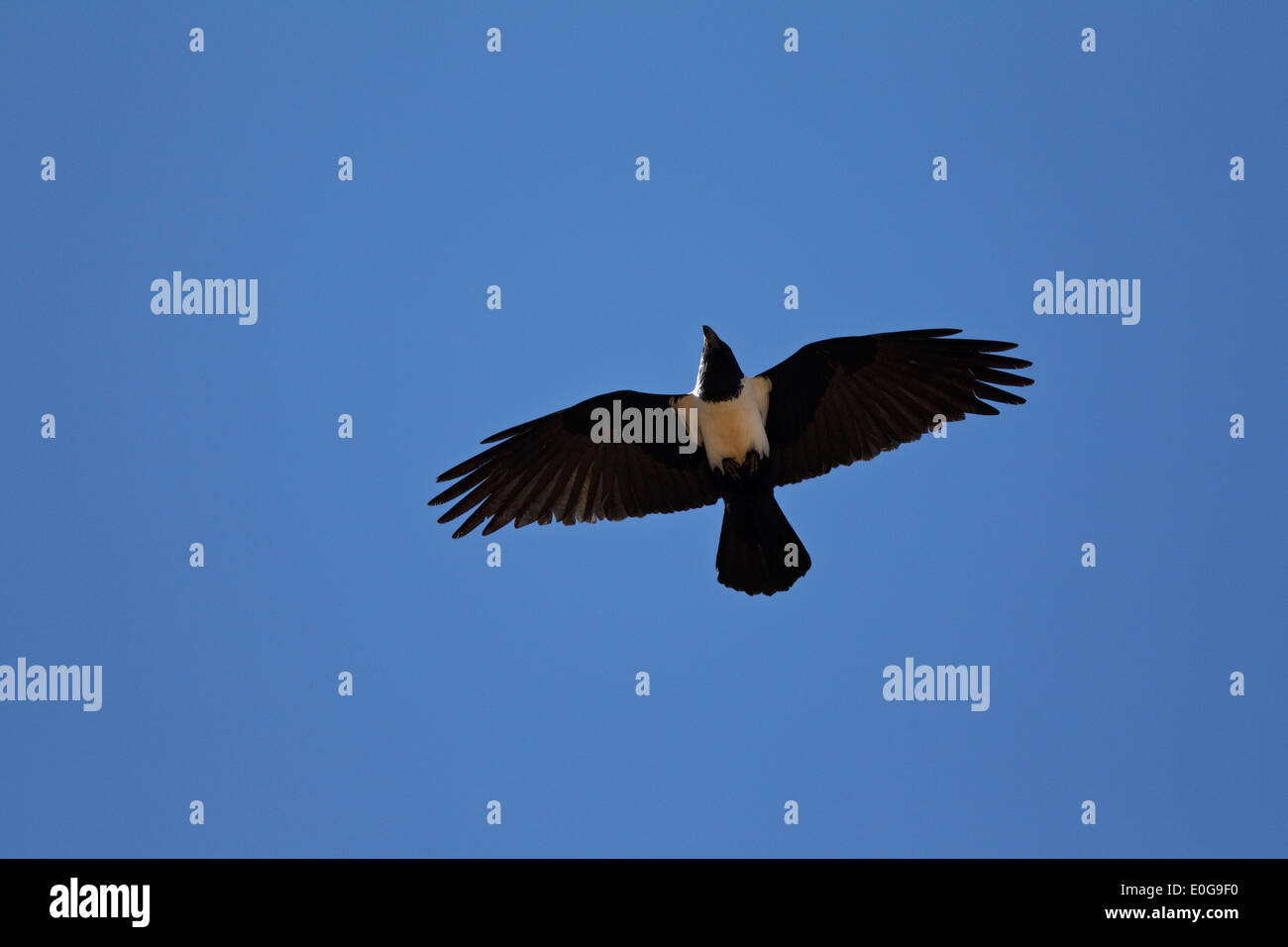 Pied-de-Corbeau (Corvus albus) en vol. Polokwane game reserve, Limpopo, Banque D'Images