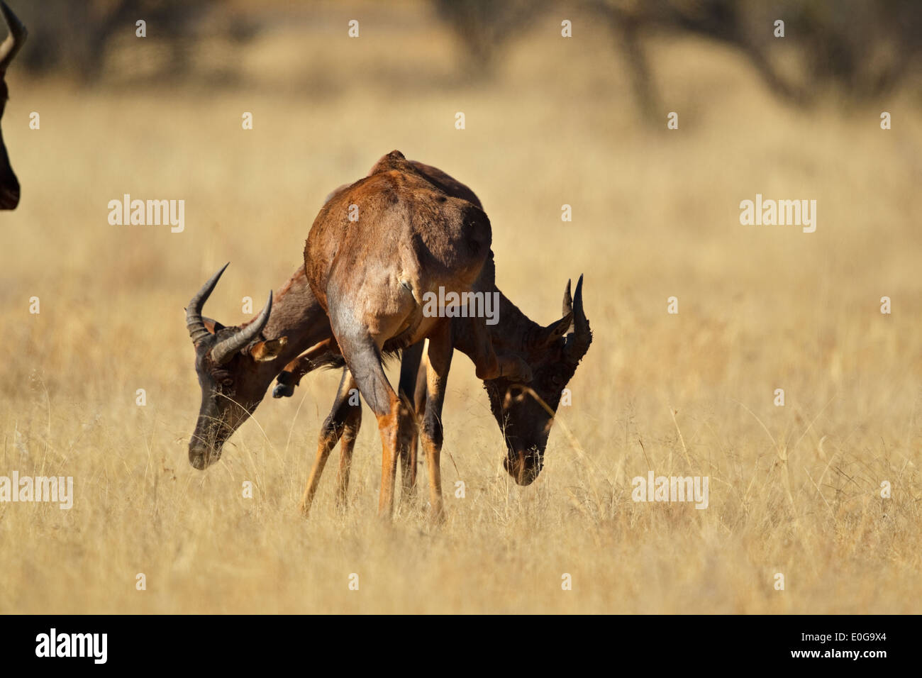 Commun à deux têtes (Damaliscus lunatus tsessebe ssp. lunatus), Polokwane game reserve, Limpopo, Banque D'Images