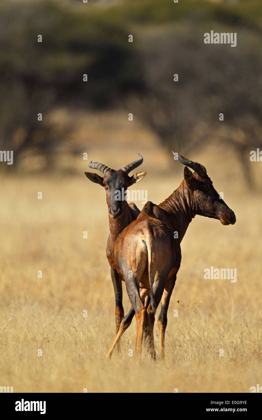 Tsessebe (Damaliscus lunatus commun ssp. lunatus), Polokwane game reserve, Limpopo, Banque D'Images