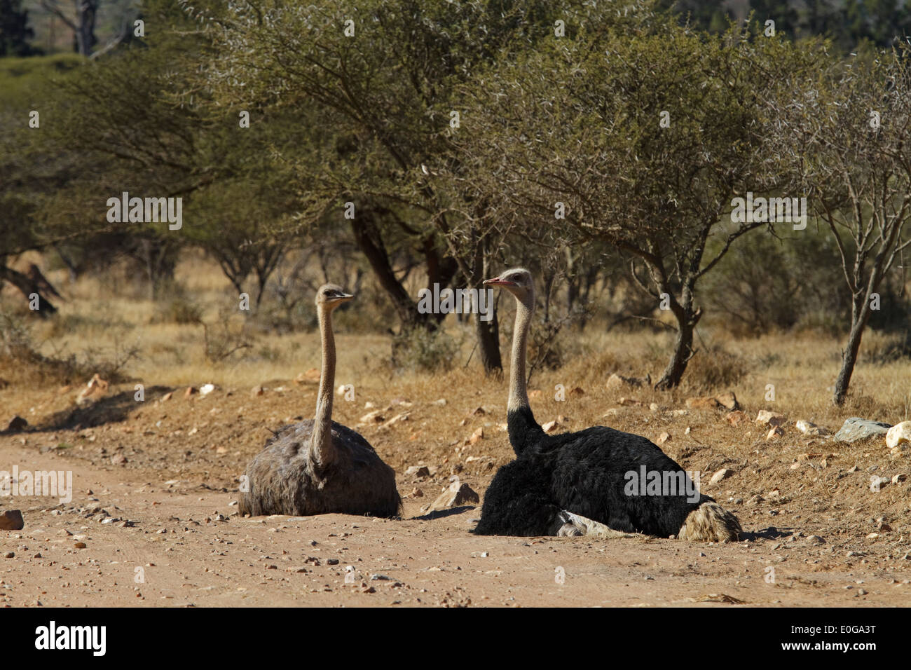 Autruche d'Afrique (Struthio camelus australis) homme et femme couchée sur une route de gravier. Polokwane game reserve, Limpopo, Banque D'Images