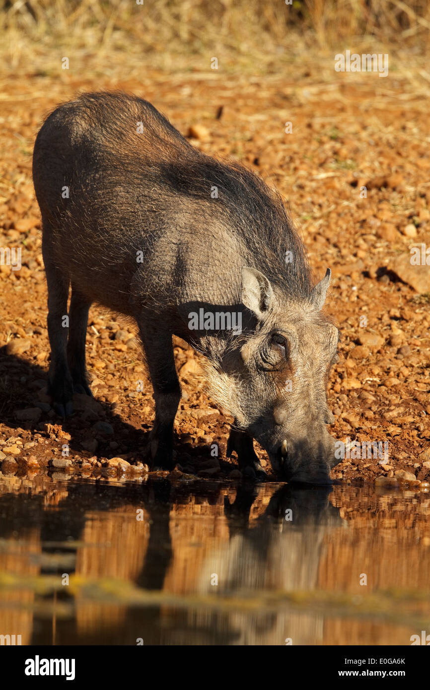 Phacochère (Phacochoerus aethiopicus) boire à un trou d'eau. Polokwane game reserve, Limpopo, Banque D'Images