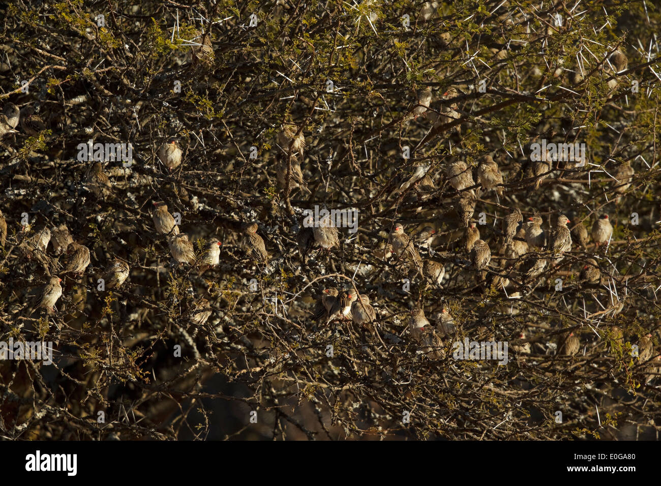 Quéléa à bec rouge (quelea Quelea) perché dans un arbre. Polokwane game reserve, Limpopo, Banque D'Images