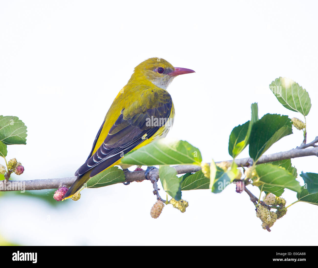 Golden Oriole Oriolus oriolus Phasouri Chypre peut Banque D'Images