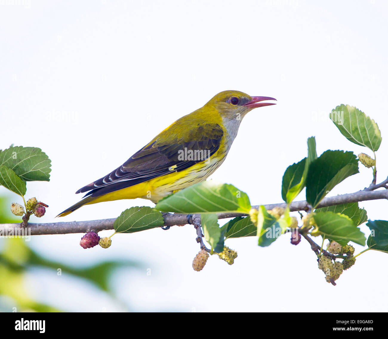 Golden Oriole Oriolus oriolus Phasouri Chypre peut Banque D'Images