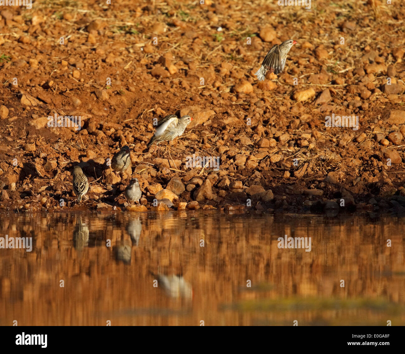 Quéléa à bec rouge (quelea Quelea) Eau potable et à l'envol. Polokwane game reserve, Limpopo, Banque D'Images