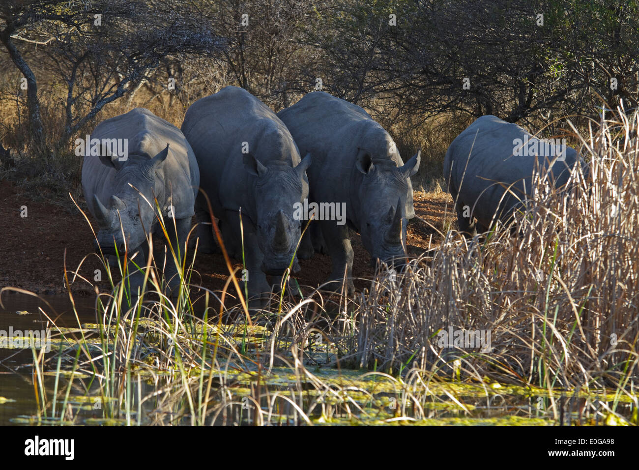 Quatre rhinocéros blancs à un point d'eau, potable Polokwane game reserve, Limpopo, Banque D'Images
