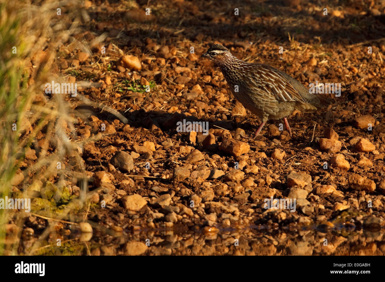 Francolin huppé Dendroperdix sephaena Crested (ssp. sephaena). Polokwane game reserve, Limpopo, Banque D'Images