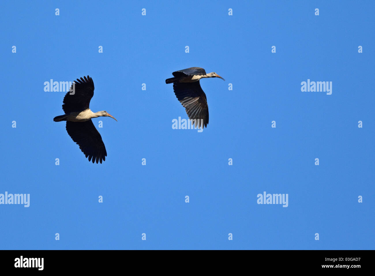 (Bostrychia hagedash Ibis hagedash), deux en vol Banque D'Images