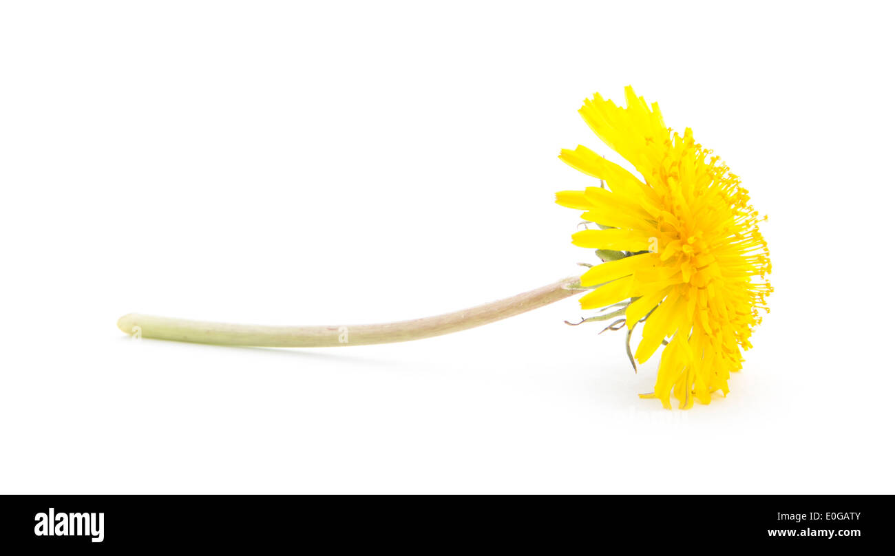 Pissenlit fleur jaune isolé sur fond blanc Banque D'Images