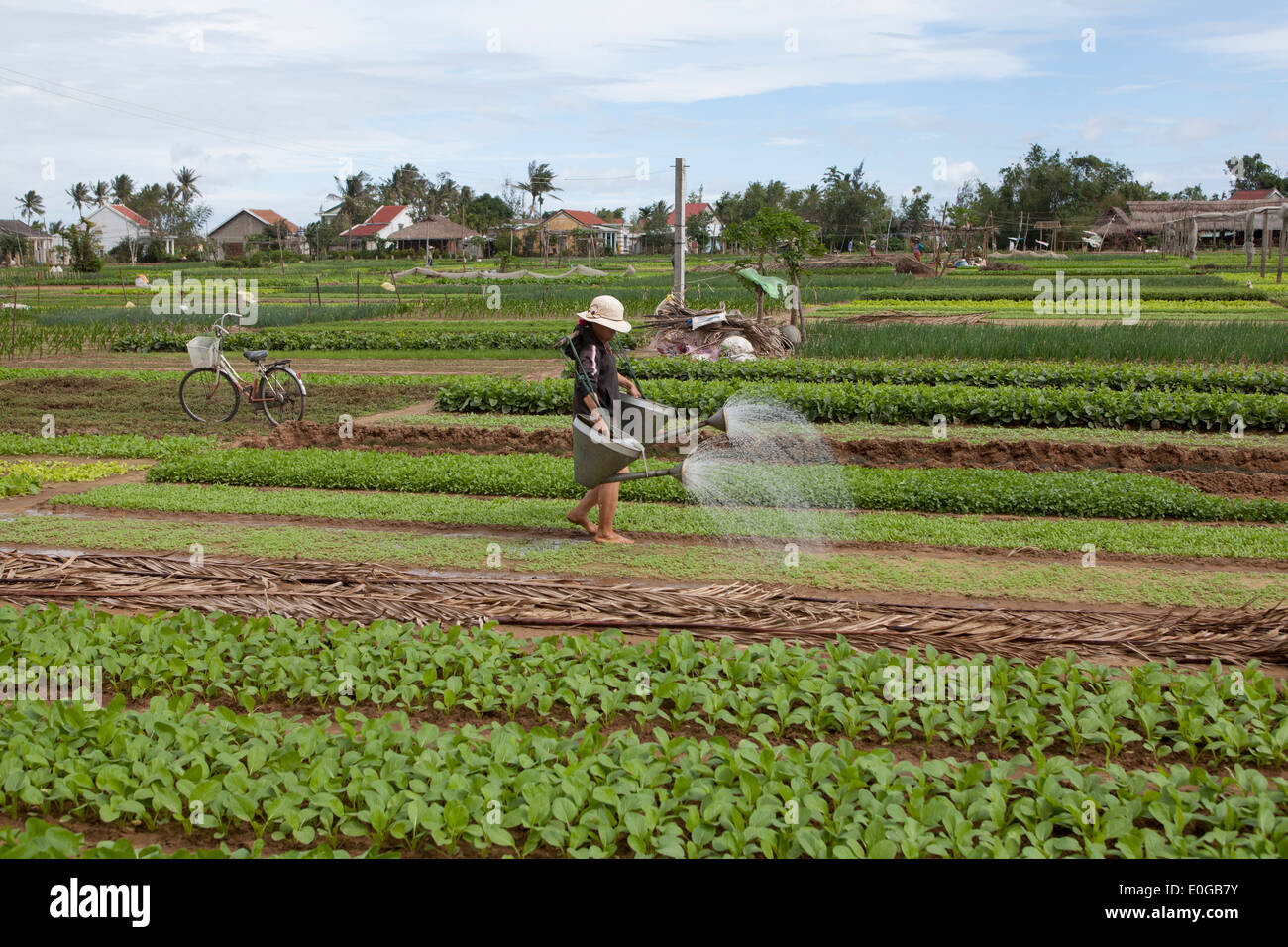 Arroser les plantes dans une ferme biologique à la périphérie de la ville de Hoi An Banque D'Images