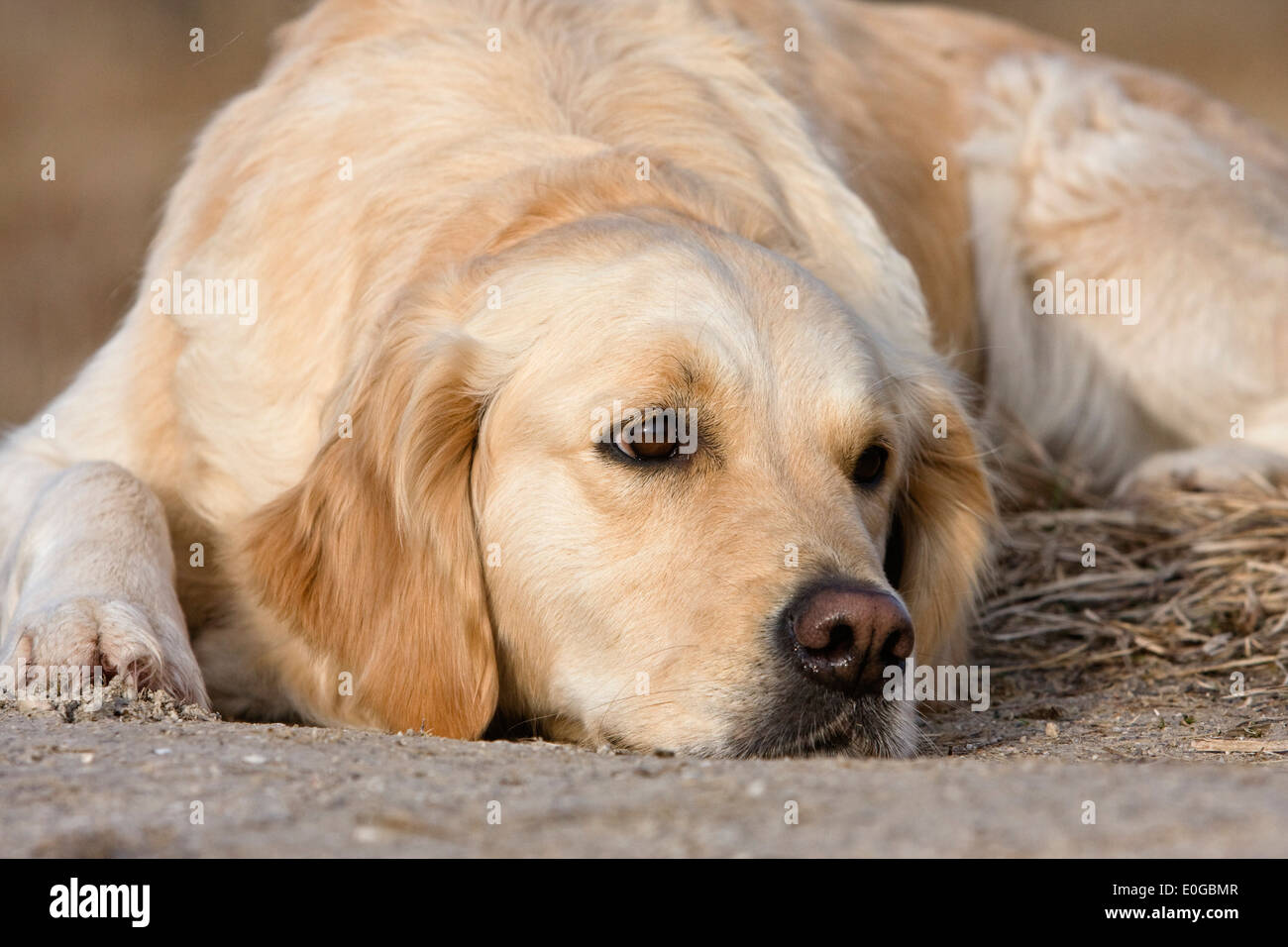 Golden Retriever, chien domestique, l'Allemagne, de l'Europe Banque D'Images