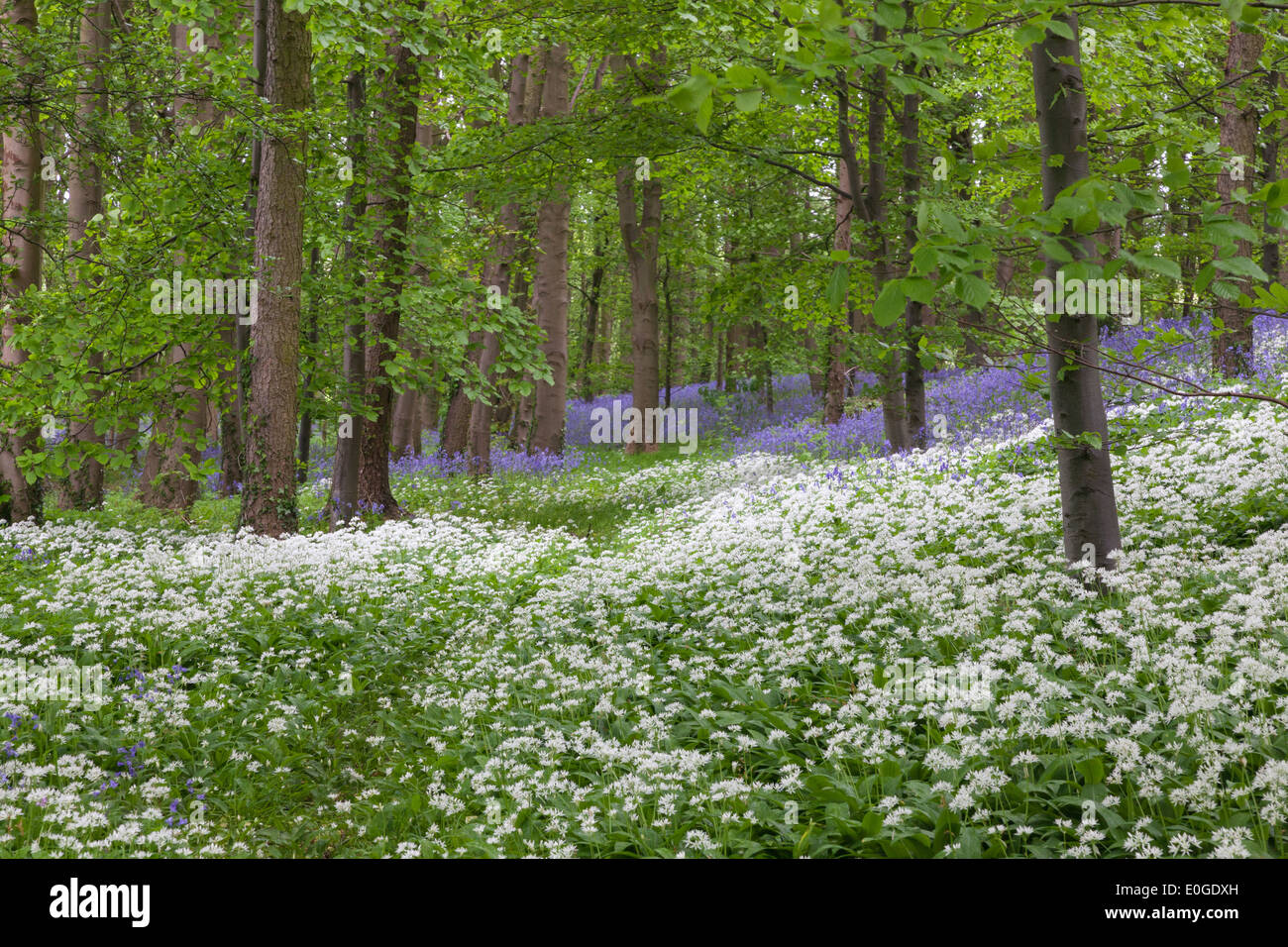 Un bois parfumé à l'ail des fleurs et de jacinthes Banque D'Images