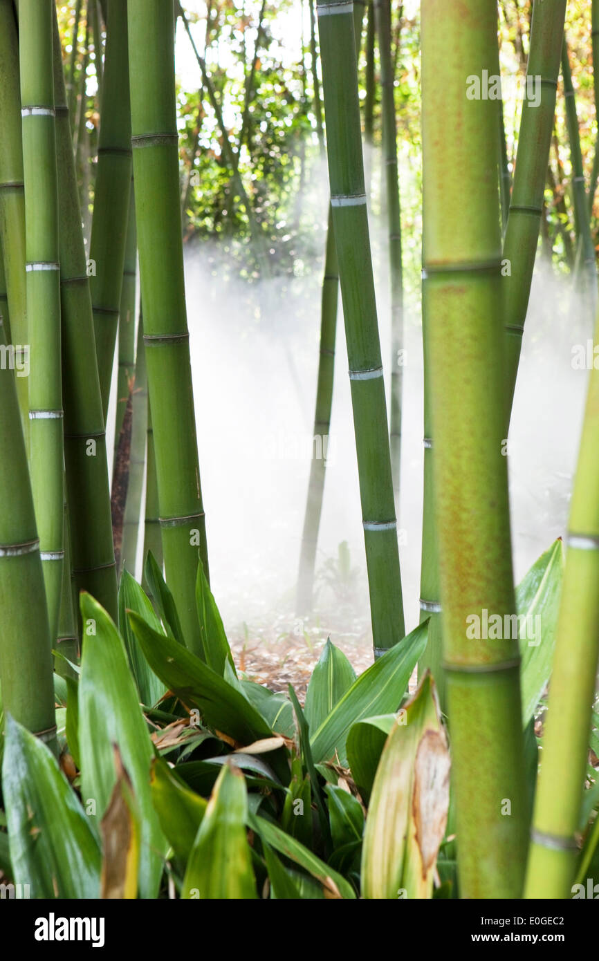 Forêt de bambou dans le brouillard à Andre' Hellers, Jardin Giardino Botanico, Gardone Riviera, Lac de Garde, Lombardie, Italie, Europe Banque D'Images