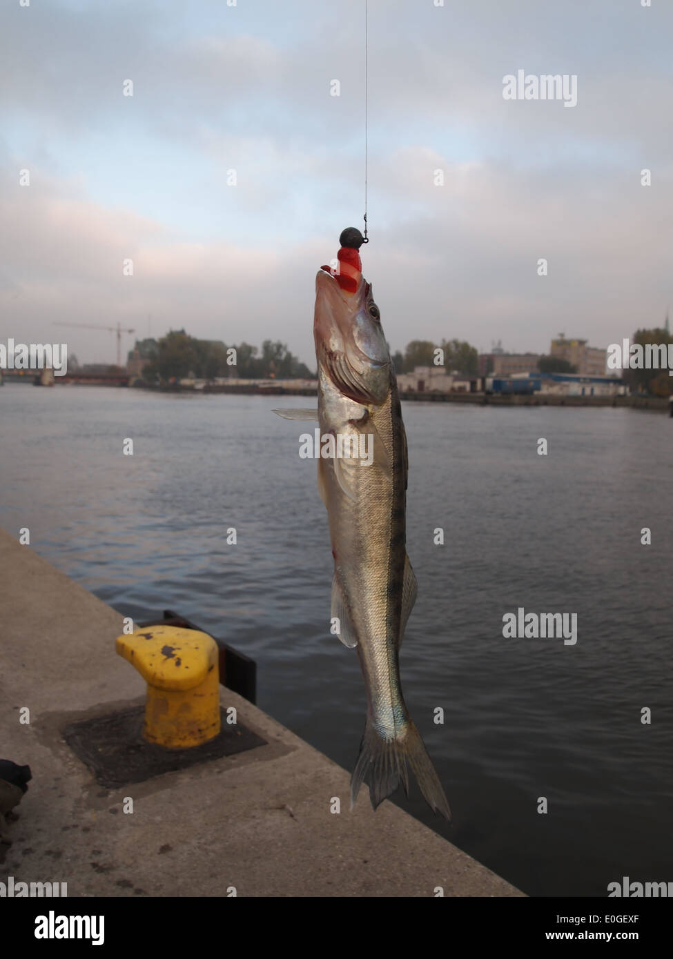 Zander avec appâts artificiels sur fond de la rivière Banque D'Images