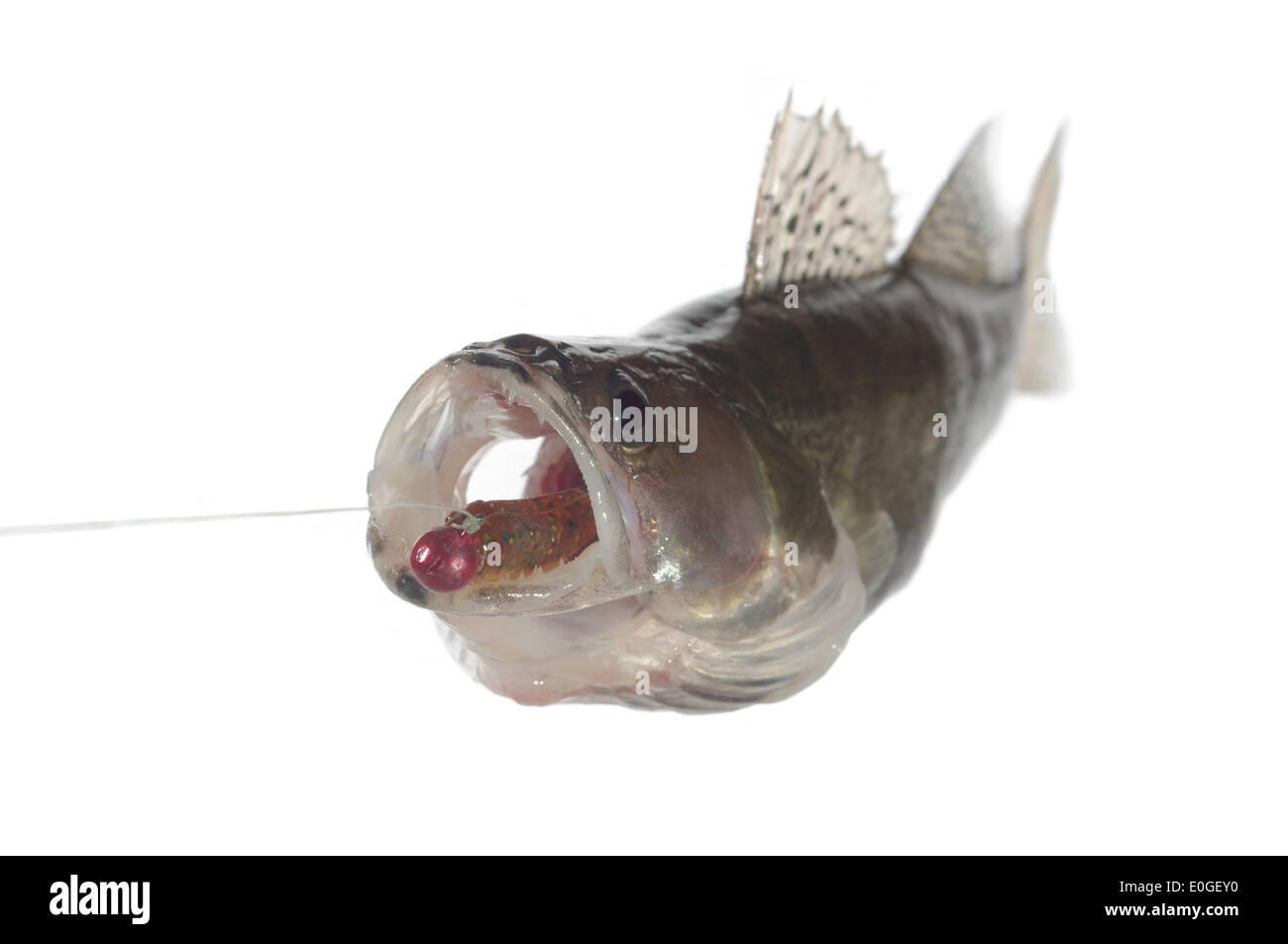 Big zander avec appâts artificiels dans les mâchoires Banque D'Images