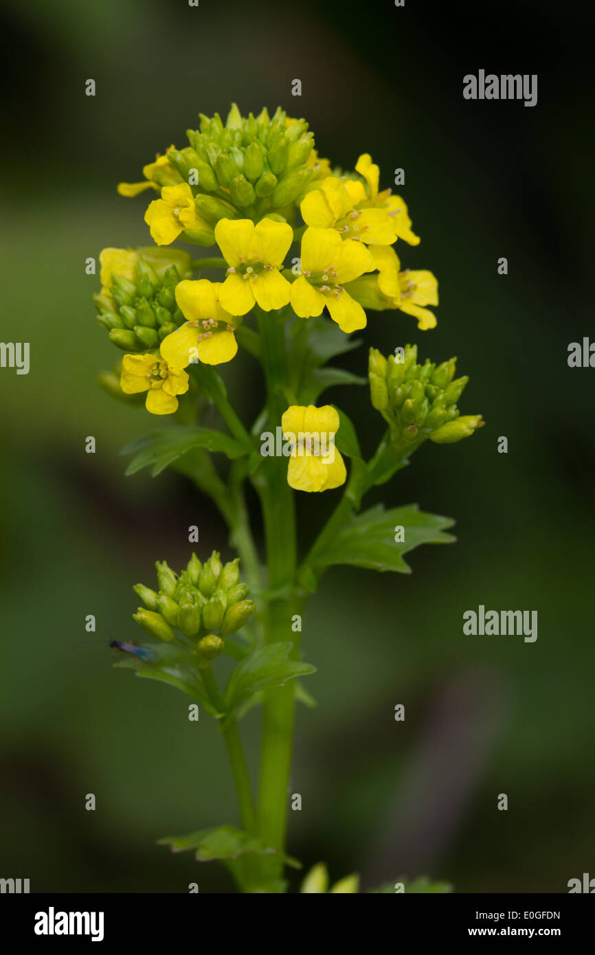 Le cresson d'hiver (Barbarea vulgaris) Banque D'Images