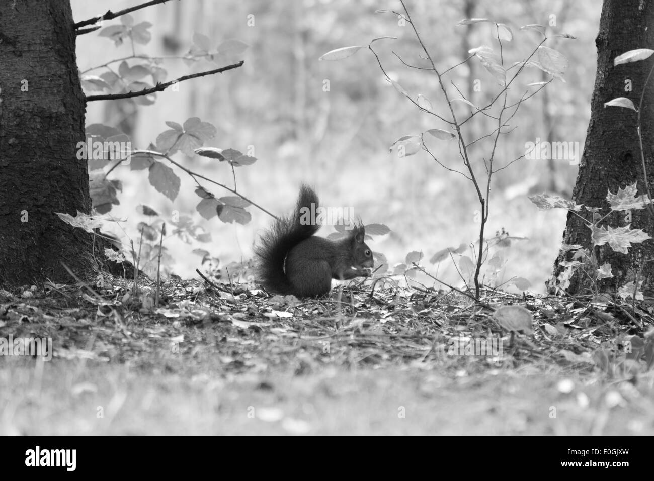 Un écureuil mange entre deux arbres Banque D'Images