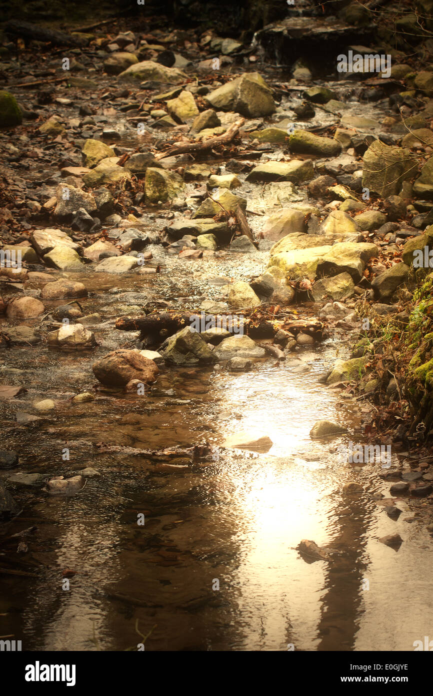 Forest Creek avec des pierres Banque D'Images