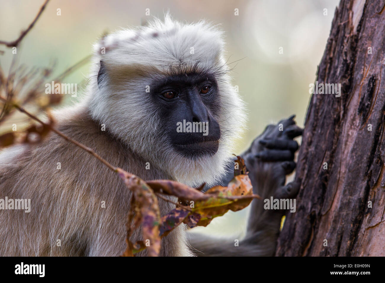 Langueur, indiens (singe animaux singe écureuil) sur un arbre à Jim Corbet, parc national de l'Inde. Banque D'Images