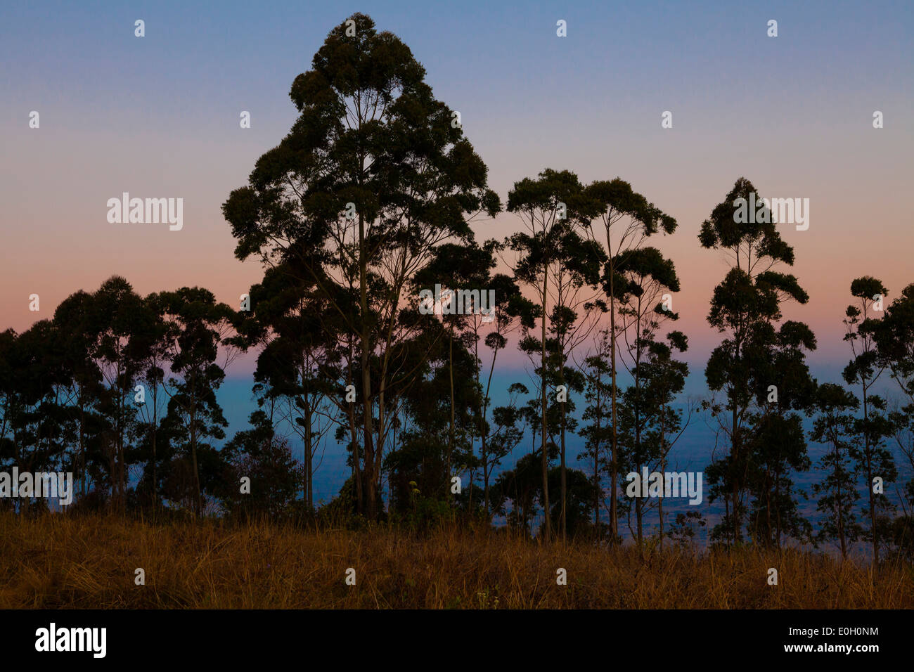 Silhouette d'arbres, des eucalyptus dans la lumière du soir sur le plateau de Zomba, Malawi, Afrique Banque D'Images