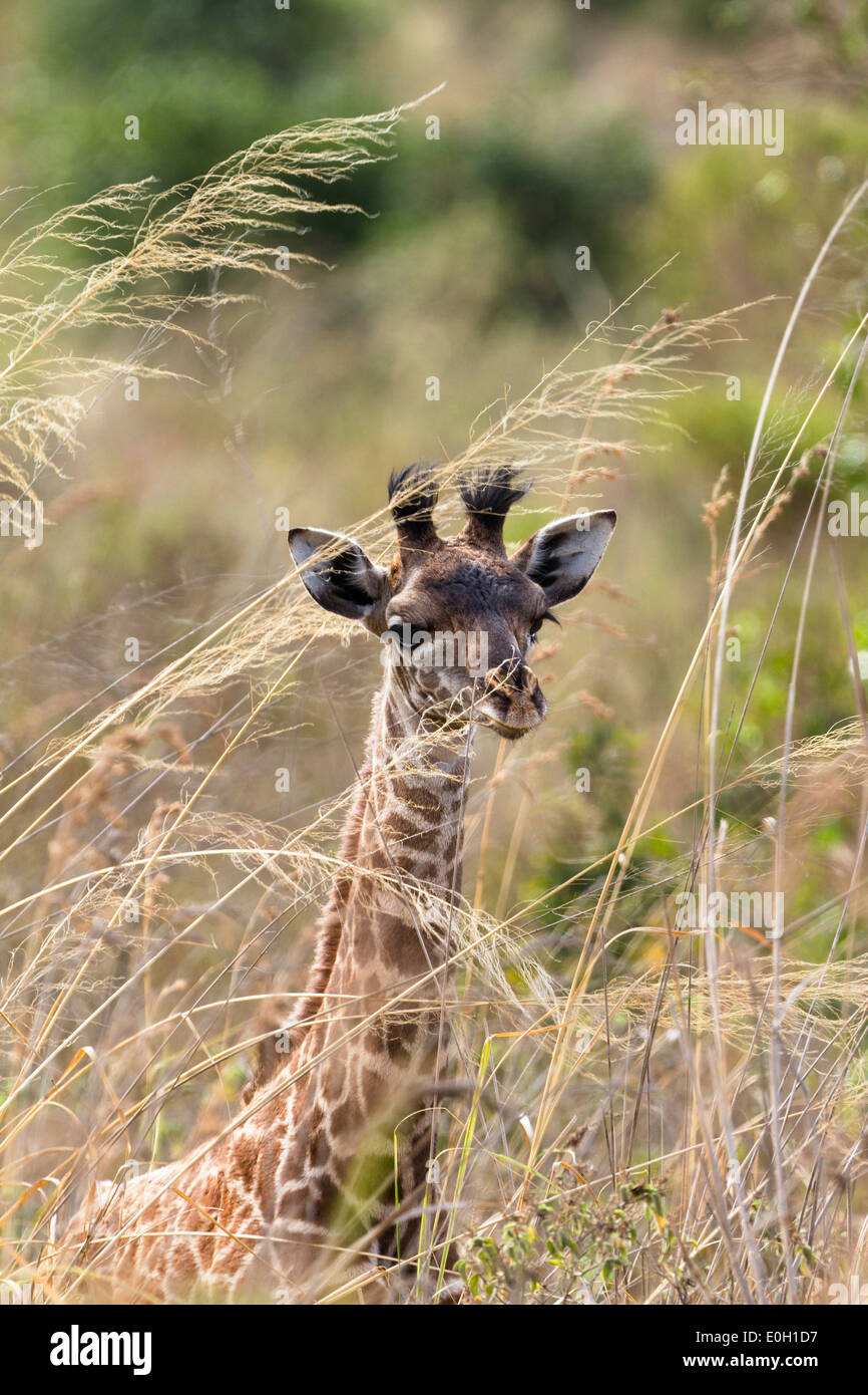 Jeune Massai, Girafe Giraffa camelopardalis, Parc National d'Arusha, Tanzanie, Afrique orientale, Afrique du Sud Banque D'Images