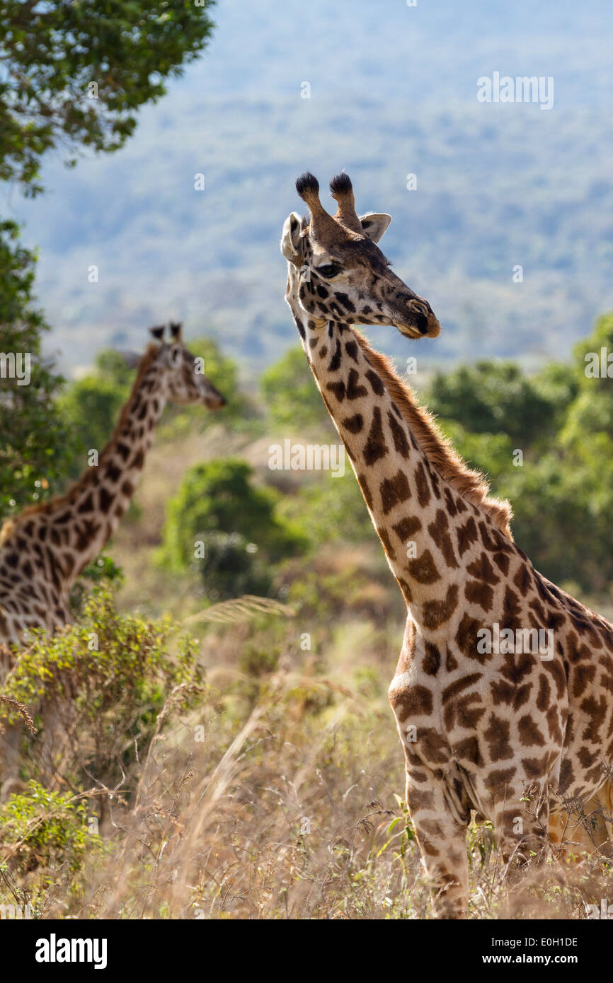 Les Girafes Massai, Giraffa camelopardalis, Parc National d'Arusha, Tanzanie, Afrique orientale, Afrique du Sud Banque D'Images