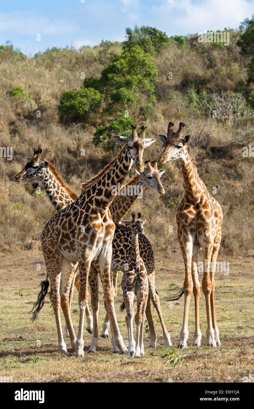 Les Girafes Massai avec de jeunes veaux, Giraffa camelopardalis, Parc National d'Arusha, Tanzanie, Afrique orientale, Afrique du Sud Banque D'Images