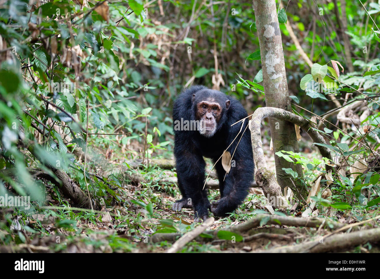 Mâle chimpanzé marche à travers la forêt, Pan troglodytes, Mahale Mountains National Park, Tanzanie, Afrique orientale, Afrique du Sud Banque D'Images