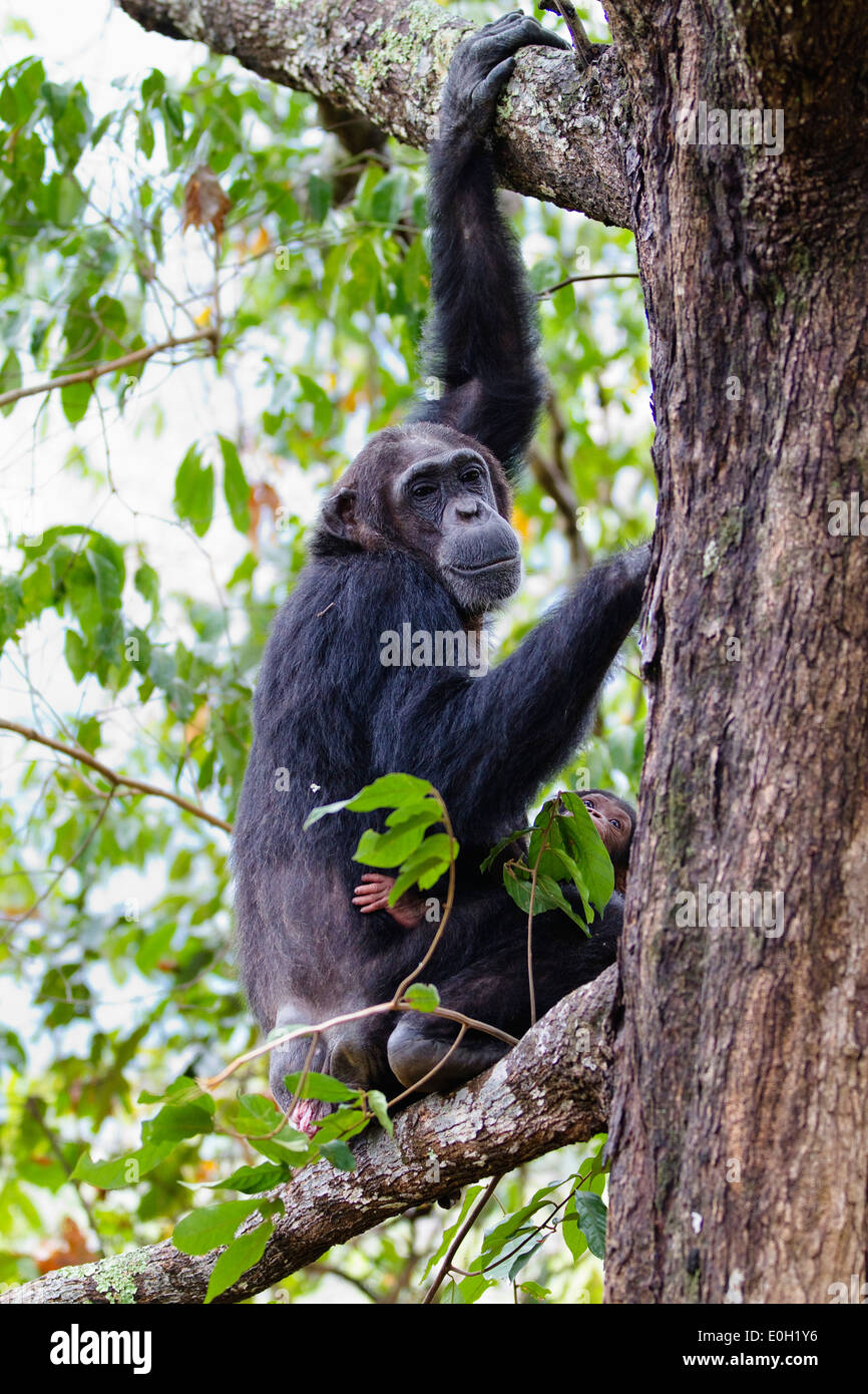 Les chimpanzés, femme avec bébé escalade un arbre, Pan troglodytes, Mahale Mountains National Park, Tanzanie, Afrique orientale, Afrique du Sud Banque D'Images