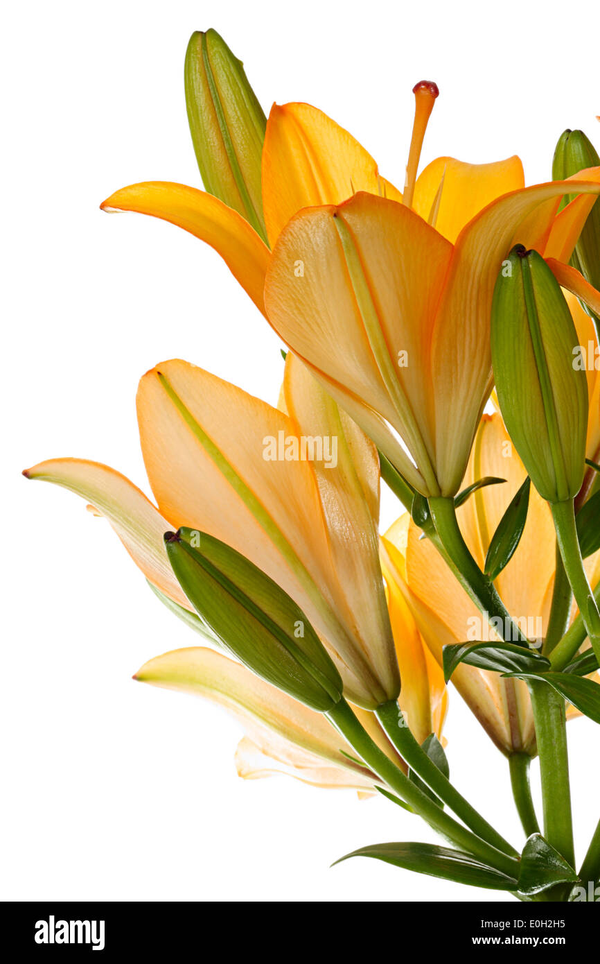 Belles fleurs de liliy orange sur fond blanc Banque D'Images Belles fleurs de liliy orange sur fond blanc Banque D'Images