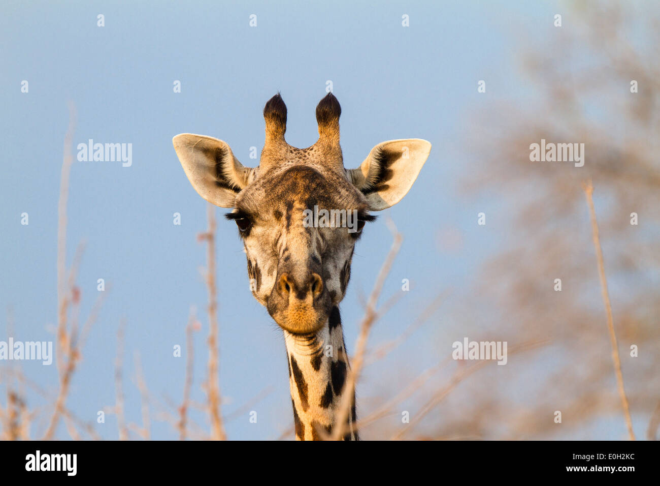 Girafe massaï mangeant l'Acacia, le Ruaha National Park, la Tanzanie, l'Afrique de l'Est, l'Afrique Banque D'Images