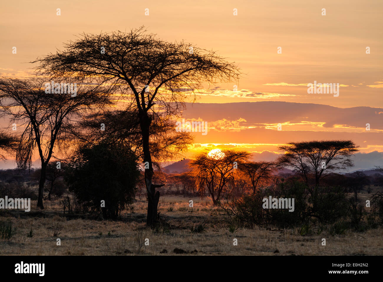 Lever du soleil dans le Ruaha National Park, acacia arbres, la Tanzanie, l'Afrique de l'Est, l'Afrique Banque D'Images