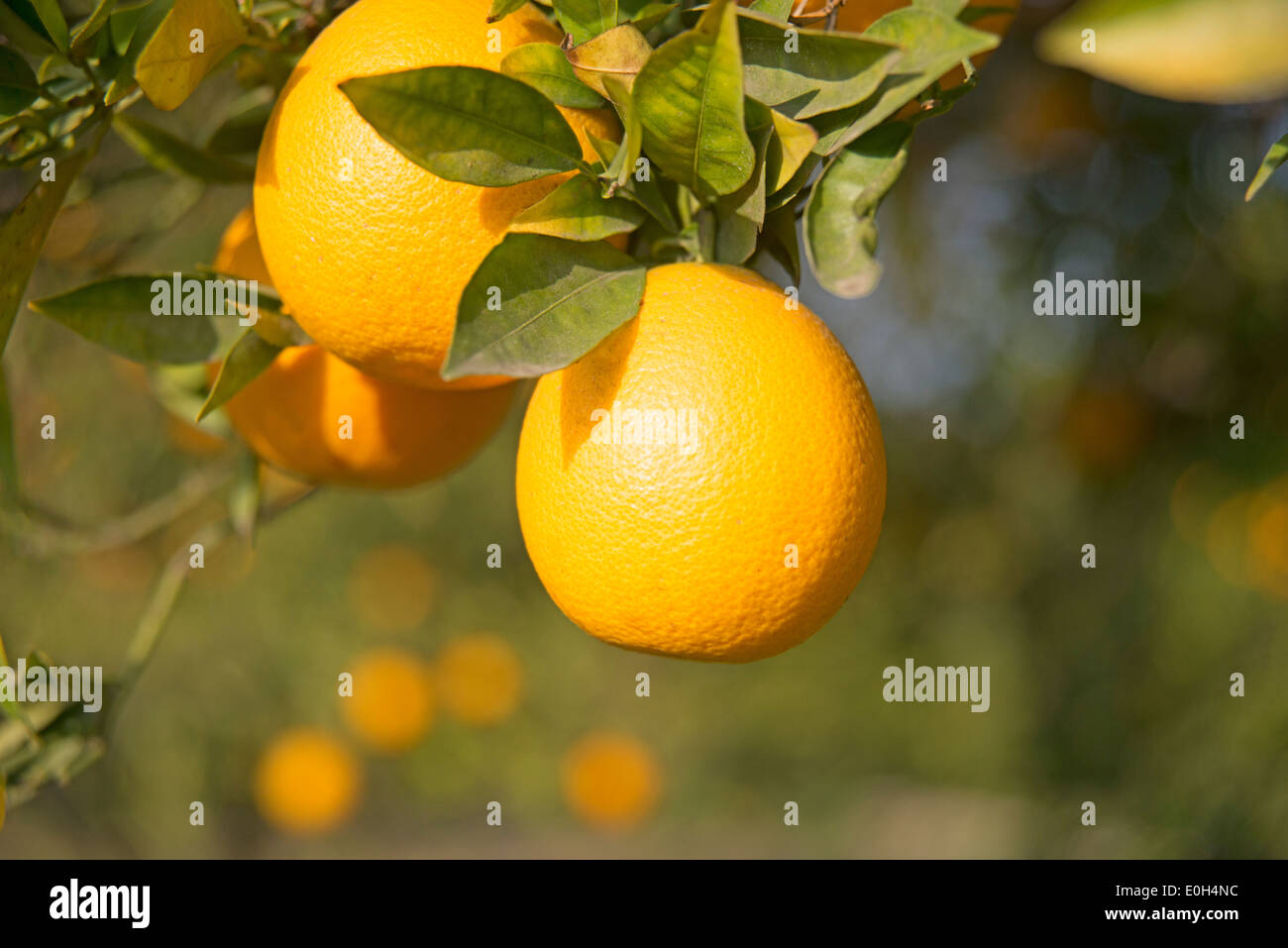 Les oranges Valencia frais croître sur arbre dans le sud de la Californie Banque D'Images