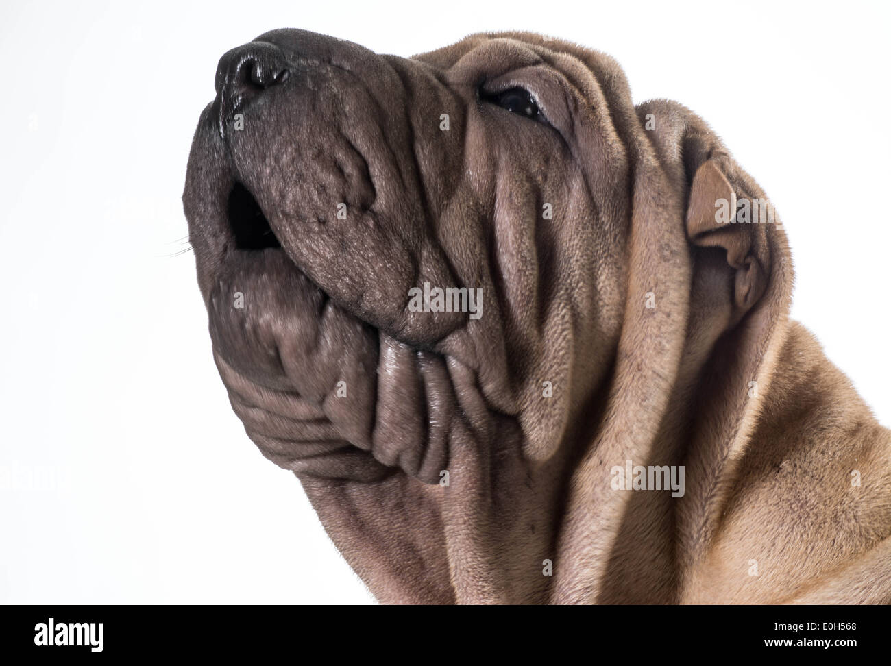 Chinese Shar Pei tête portrait isolé sur fond blanc Banque D'Images