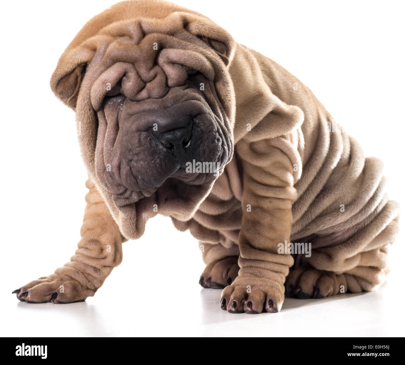 Chinese Shar Pei assis isolé sur fond blanc Banque D'Images