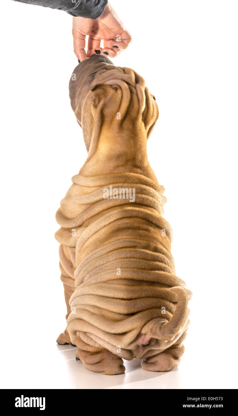 Chien - Shar Pei chinois mendicité Mendier de la nourriture isolé sur fond blanc Banque D'Images