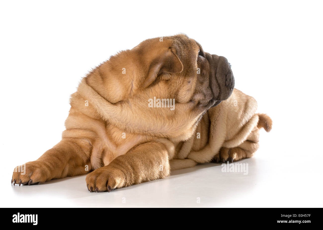 Chiot Shar Pei chinois fixant à la recherche sur le côté isolé sur fond blanc - 4 mois Banque D'Images