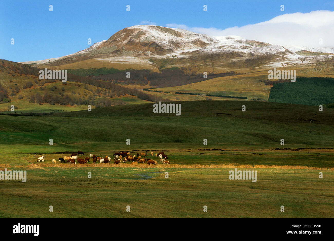 Sancy, Parc Naturel Régional des Volcans d'Auvergne, Puy de Dome, Auvergne, France - avec troupeau de vaches Banque D'Images