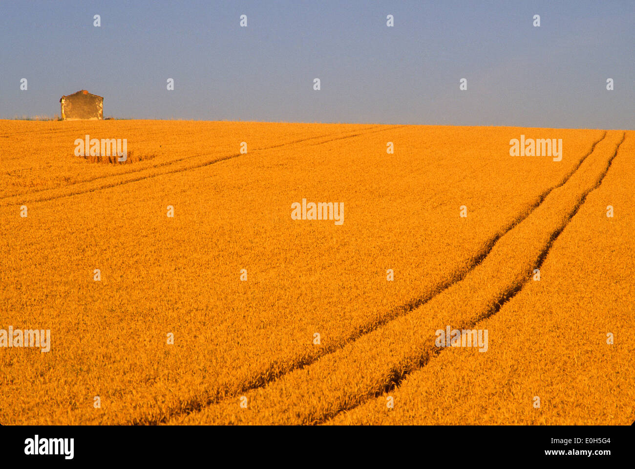 Grange et empreinte de tracteur dans un champ de blé au crépuscule Banque D'Images