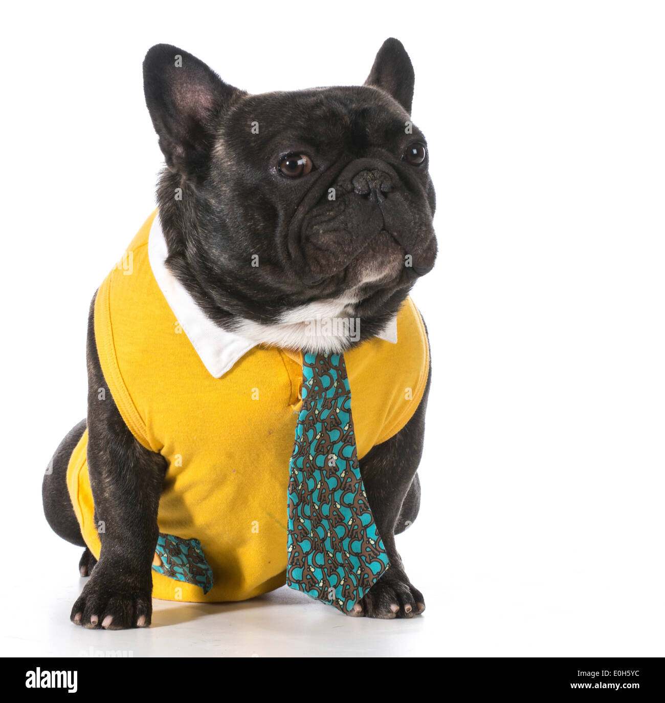 French bulldog wearing shirt tie Banque de photographies et d'images à  haute résolution - Alamy