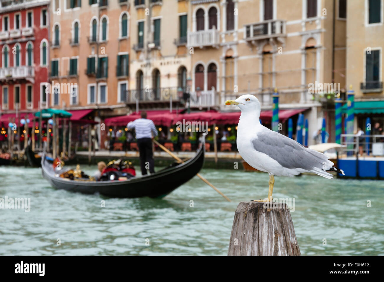 Yellow-legged Gull Larus cachinnans, télécabine et restaurant du Grand Canal, Venise, Vénétie, Italie, Europe Banque D'Images
