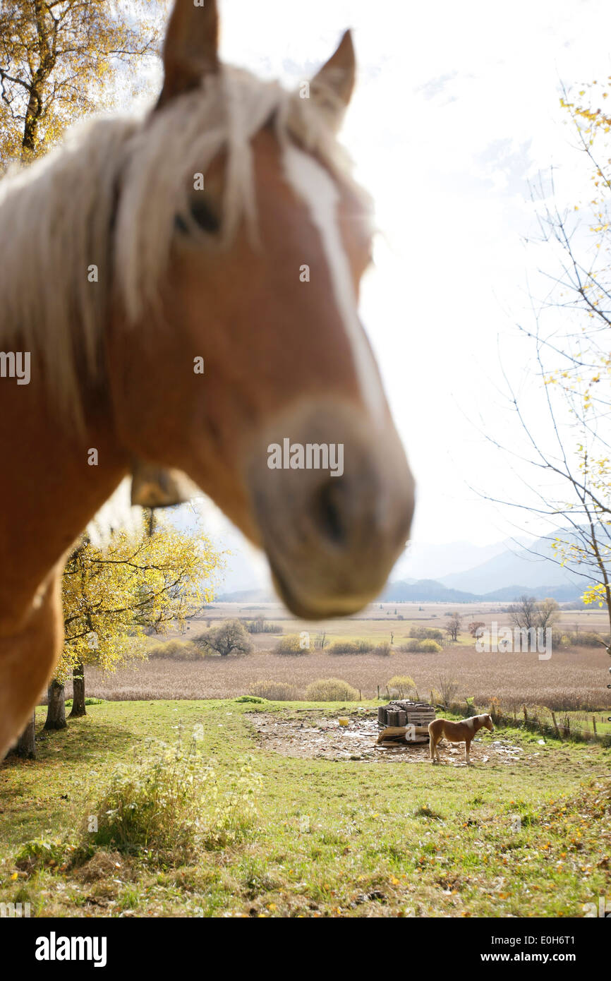 Des chevaux dans un enclos, Murnau am Staffelsee, Bavière, Allemagne Banque D'Images