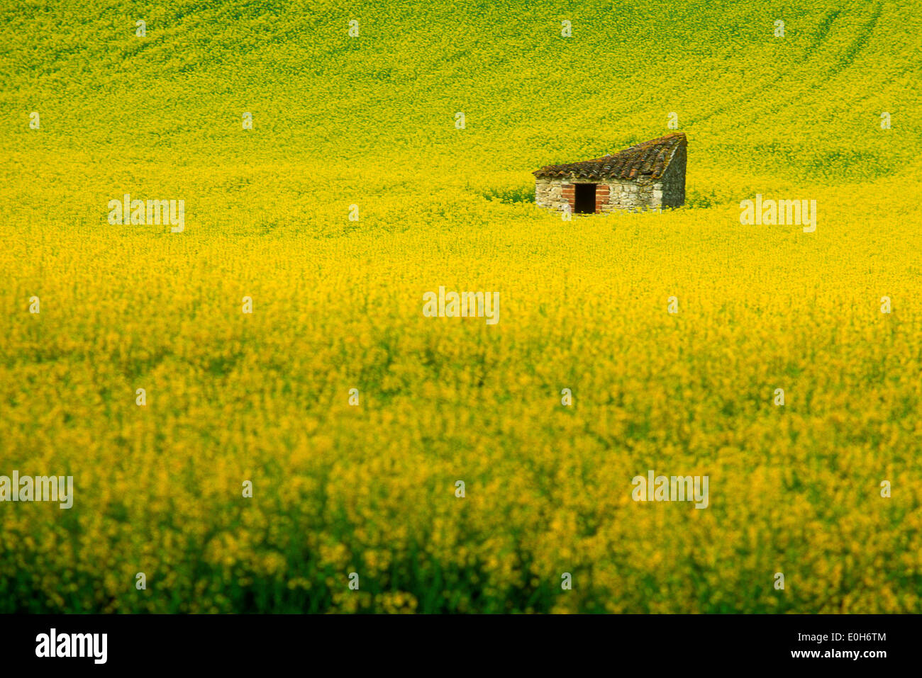 Champ avec grange, plants de colza en été Banque D'Images