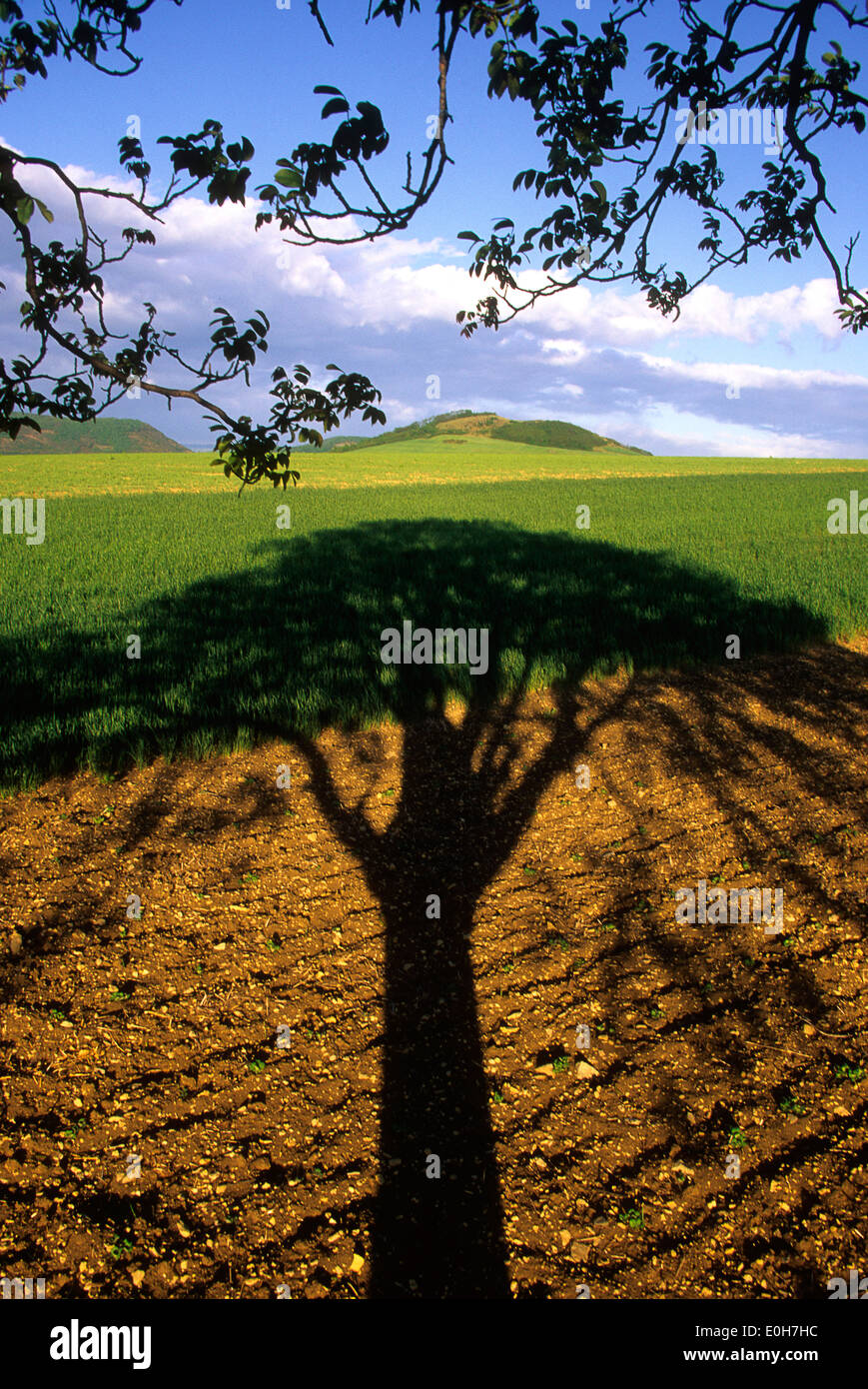 Ombre d'un arbre Banque D'Images