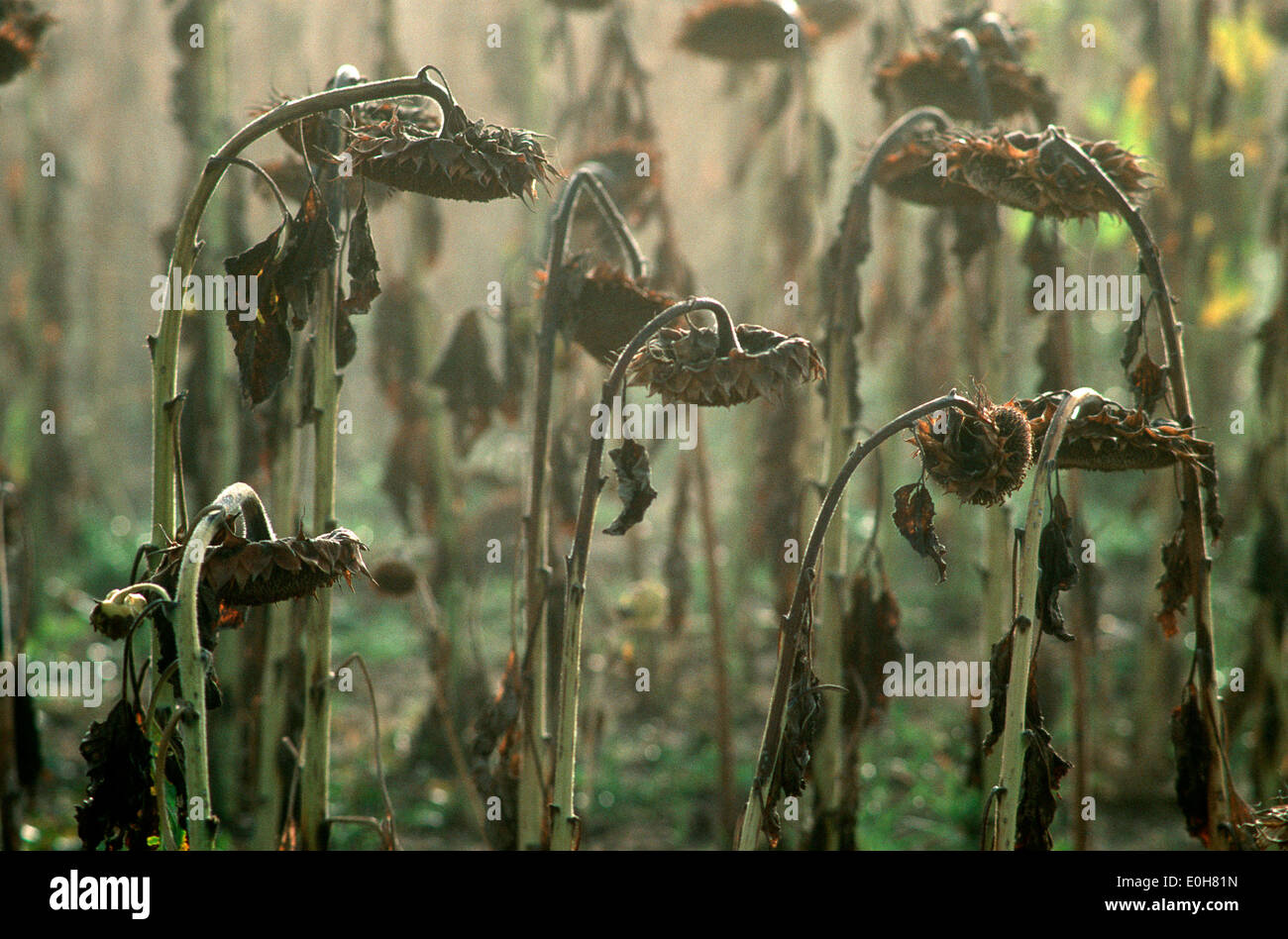 Les tournesols fanés (Helianthus annuus) dans un champ de tournesol, France, Europe Banque D'Images