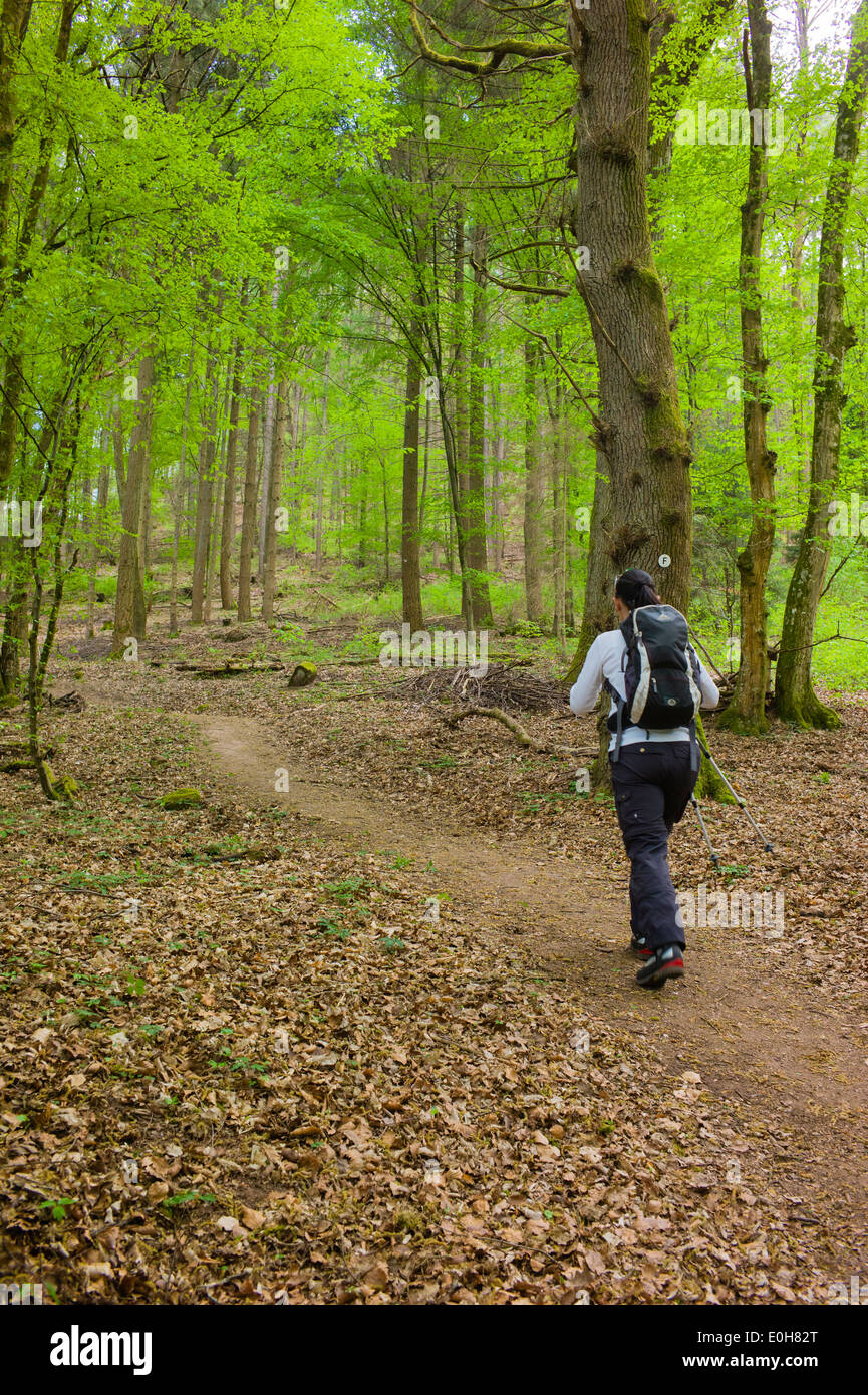 Sentier de randonnée près de Wilgartswiesen Forêt du Palatinat Palatinat Allemagne Banque D'Images