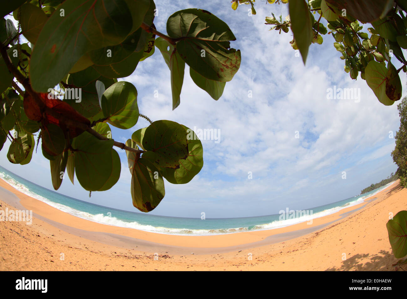 Playa punch, plage, mer, vagues, port, littoral, province de Bocas del Toro, l'Île de Colon, Bocas del Toro, PANAMA Banque D'Images