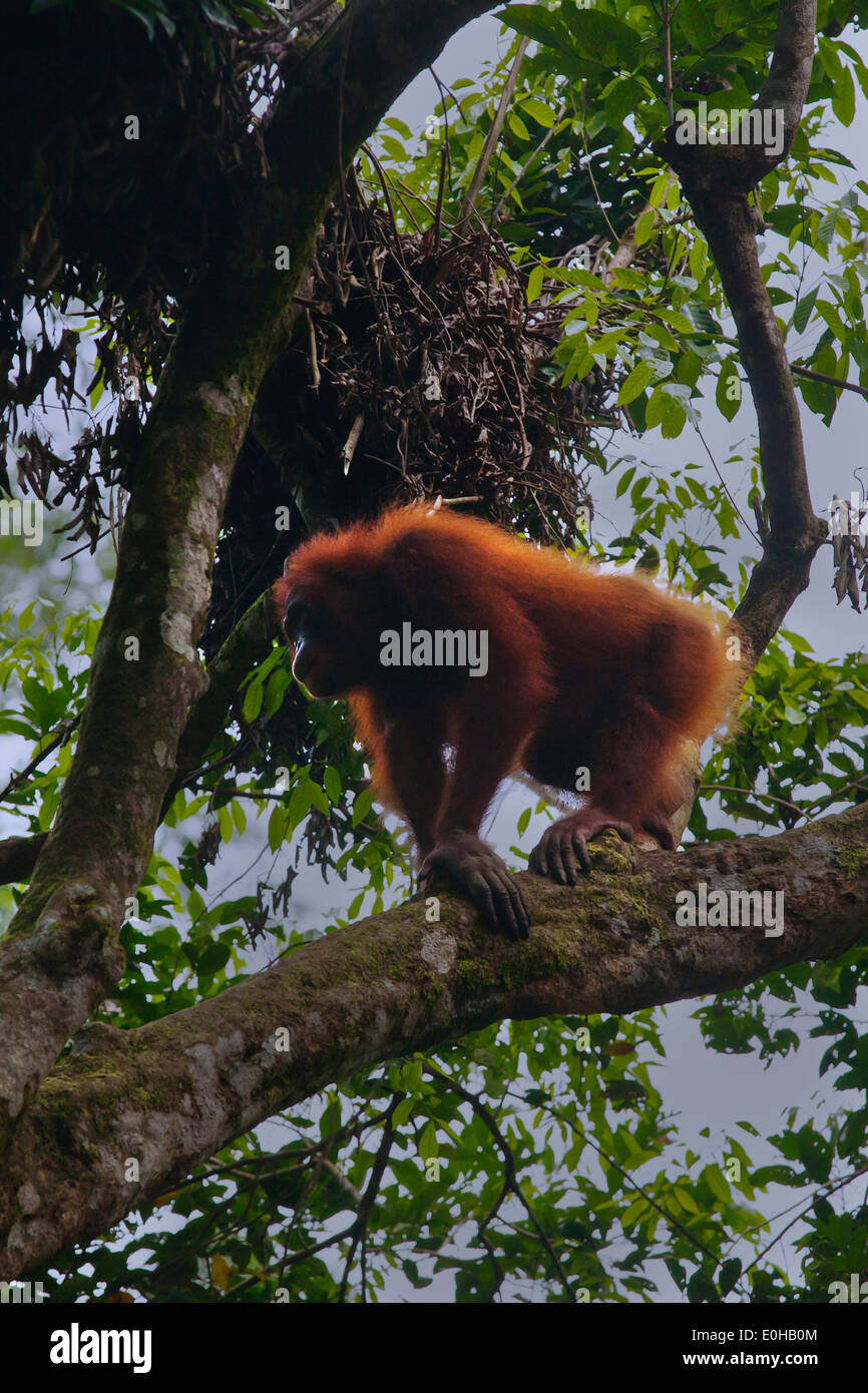 Un orang-outan (Pongo pygmaeus) et nichent dans la forêt près de Sepilok Kabili Sandakan - MALAISIE, Bornéo Banque D'Images